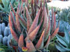 Aloe aculeata