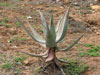 Aloe comosa