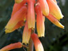 Aloe ellenbeckii