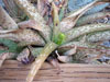 Aloe ellenbeckii