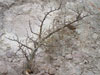 Bursera fagaroides