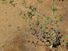 Bursera filicifolia