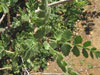 Bursera filicifolia