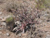 Bursera hindsiana