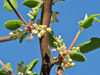 Bursera hindsiana