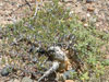 Bursera microphylla