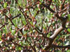 Bursera microphylla