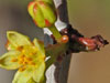 Bursera odorata