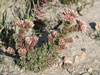 Crassula alpestris