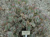 Crassula arborescens