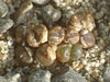 Conophytum armianum