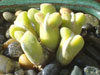 Conophytum blandum