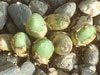 Conophytum bruynsii
