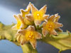 Caralluma burchardii