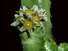 Caralluma burchardii