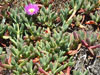 Carpobrotus chilensis