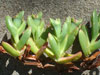 Carpobrotus chilensis