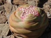 Crassula columnaris