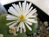 Conophytum concavum