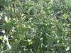 Colletia cruciata