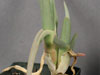 Cheiridopsis derenbergiana