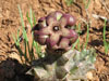 Caralluma europaea