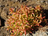 Crassula expansa