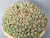 Conophytum ficiforme