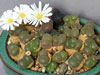 Conophytum friedrichiae