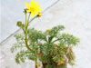 Coreopsis gigantea