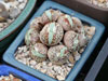 Conophytum globosum