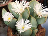 Conophytum herreanthus