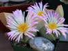 Conophytum herreanthus