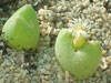 Conophytum klinghardtense