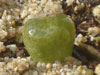 Conophytum lithopsoides