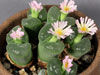 Conophytum longum