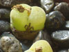 Conophytum lydiae