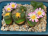 Conophytum lydiae