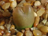 Conophytum maughanii