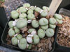 Conophytum minutum