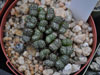 Conophytum obcordellum