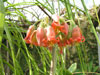 Cotyledon orbiculata