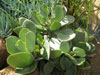 Cotyledon orbiculata