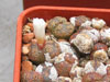 Conophytum pellucidum