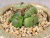 Conophytum phoeniceum