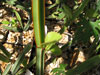 Cissus phymatocarpa