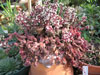 Crassula exilis