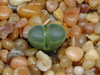 Conophytum pubescens