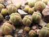 Crassula pyramidalis