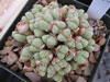 Conophytum quaesitum